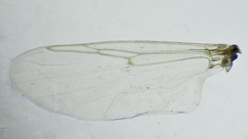 Ceratopogon sp.